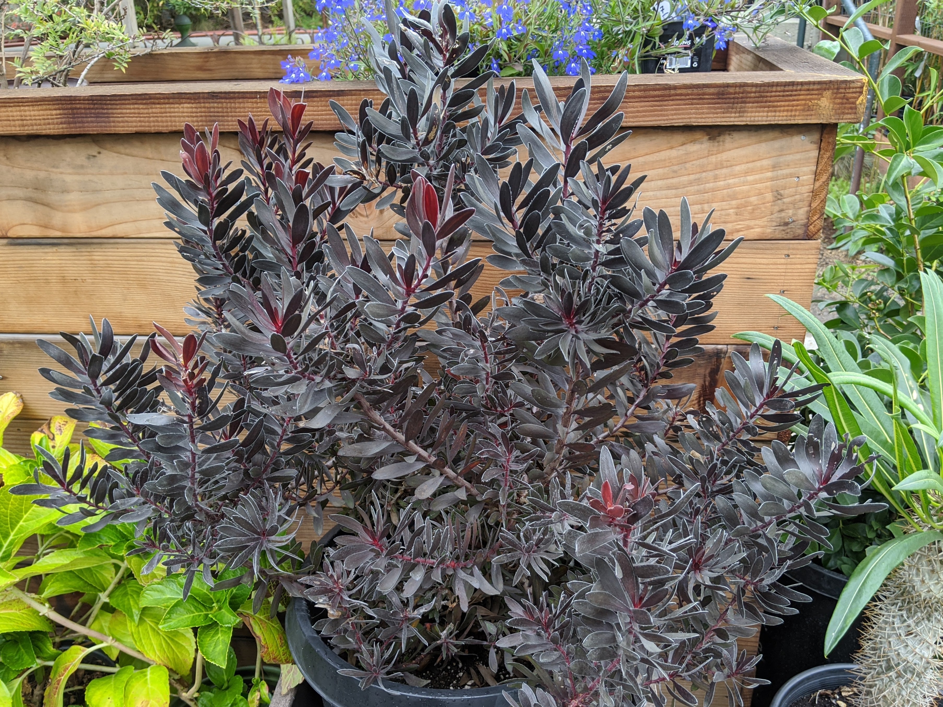Shrubs & Hedges – Page 7 – Heron's Head Nursery