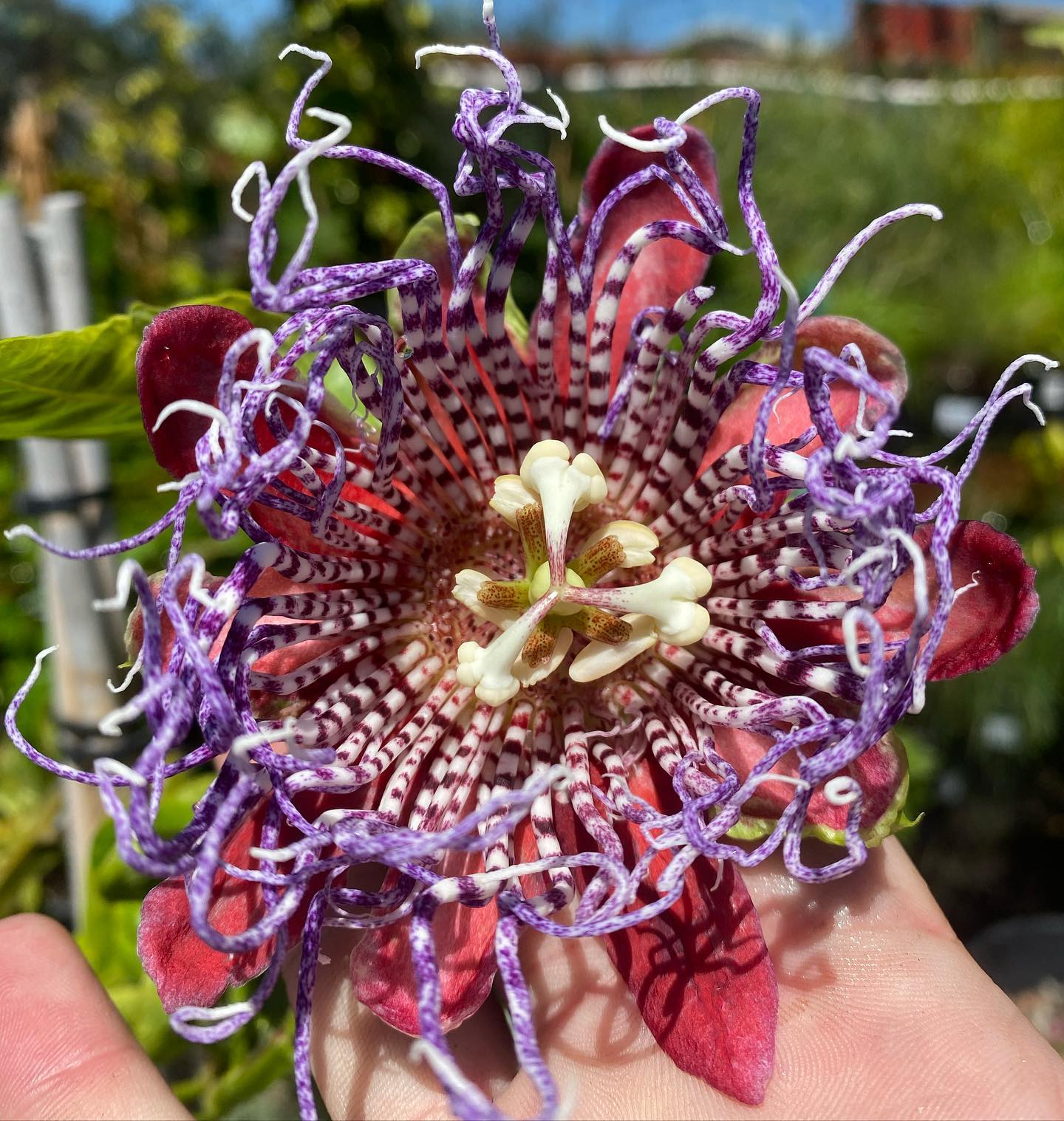 Vines – Heron's Head Nursery