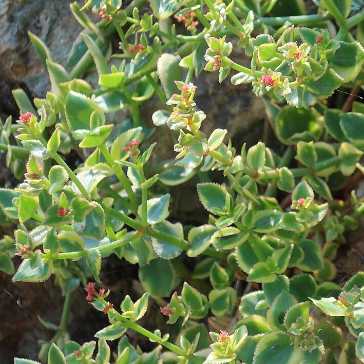 variegated trailing jade plant Crassula sarmentosa 'Comet' – Heron's Head Nursery