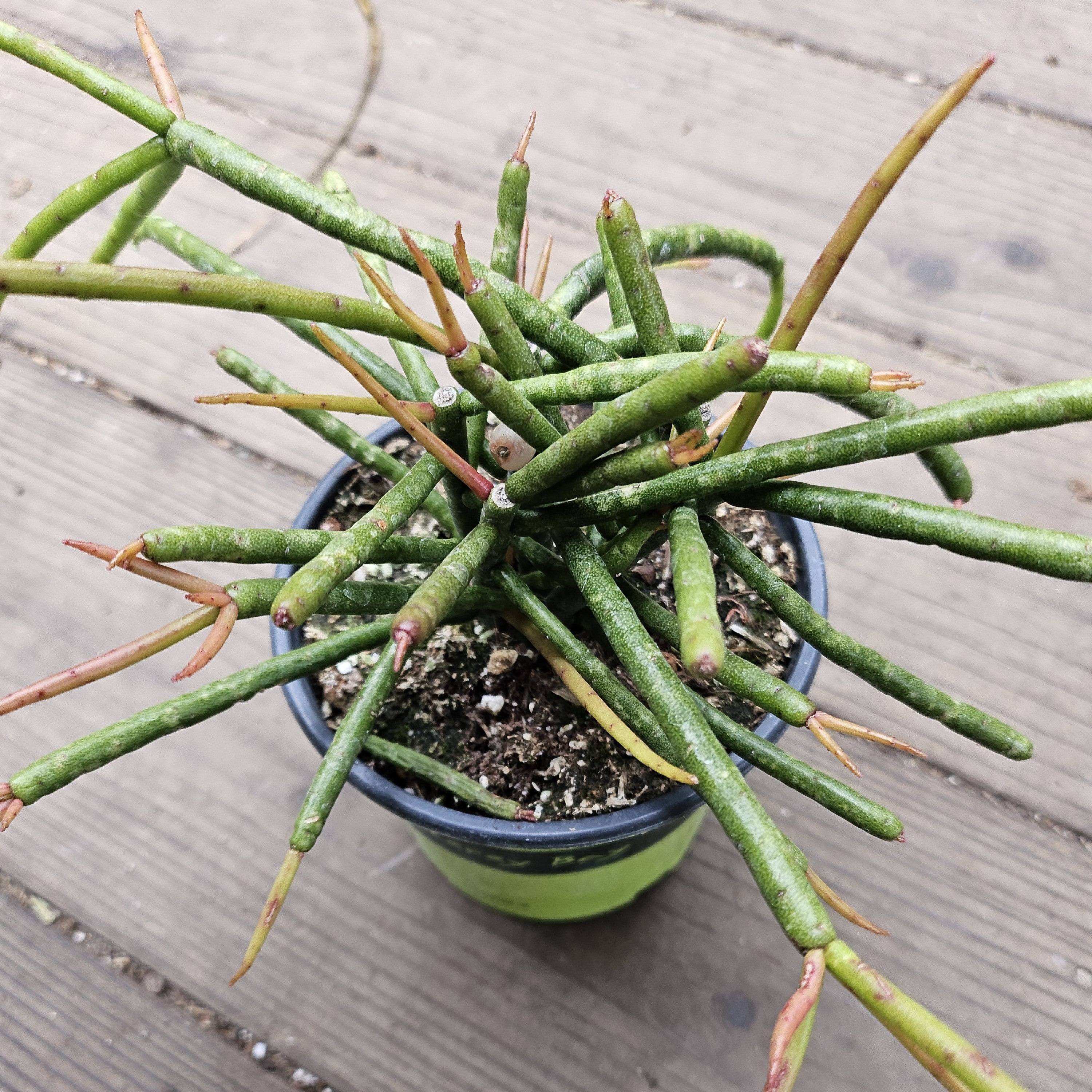 Rhipsalis teres f. heteroclada