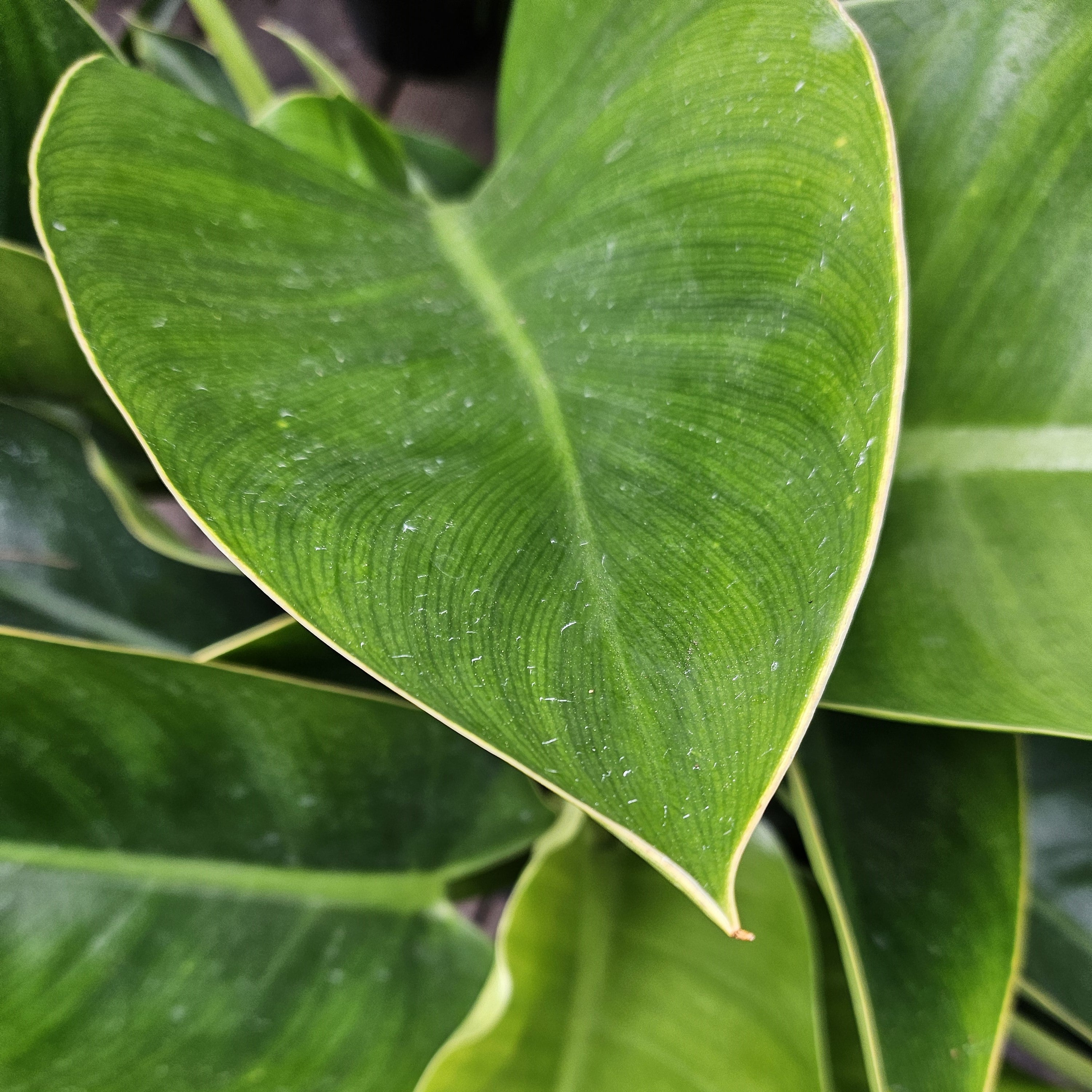 philodendron congo green landscape Philodendron 'Congo Thailand' – Heron's Head Nursery