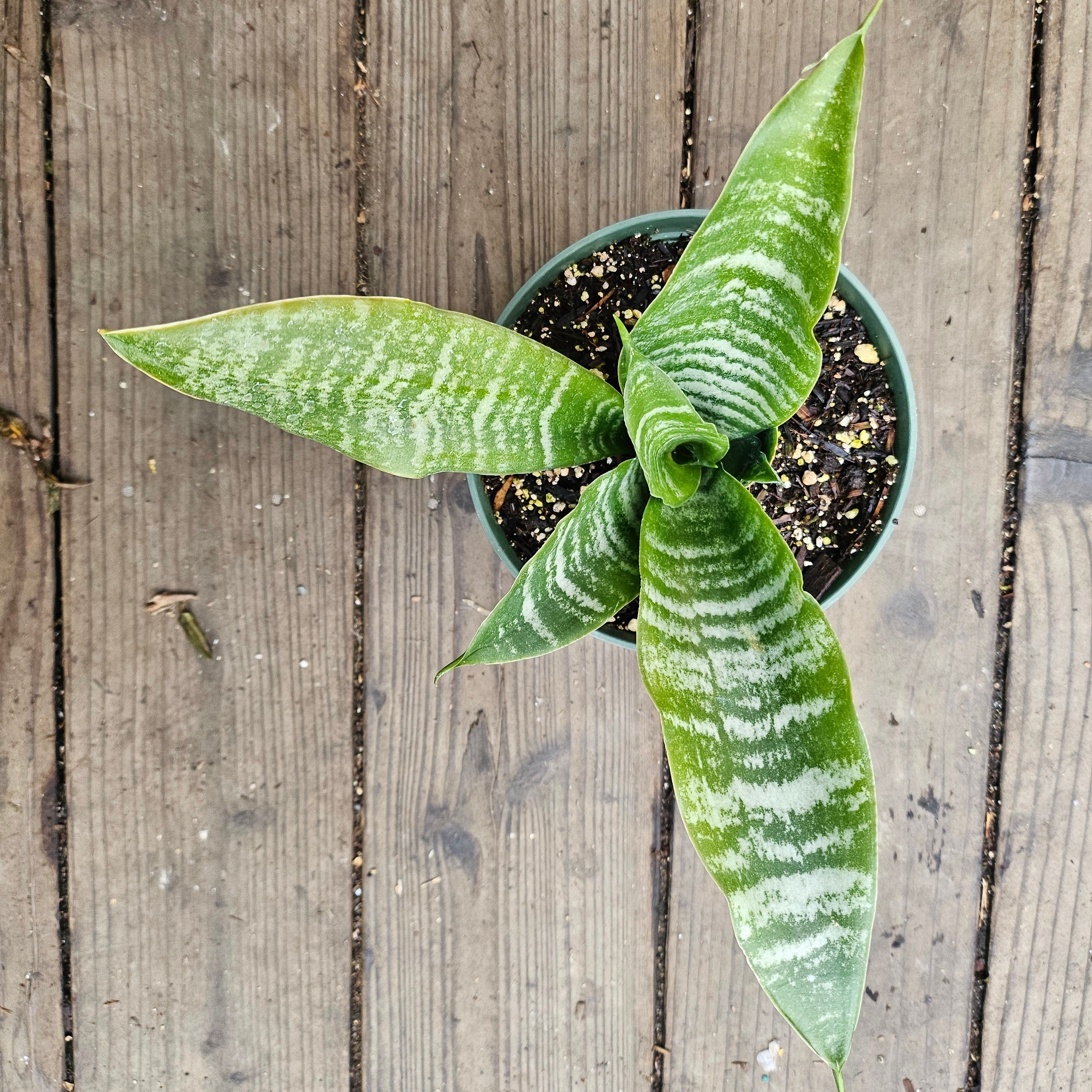 Sansevieria trifasciata 'Robusta'