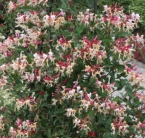 Lonicera japonica 'Purpurea' – Heron's Head Nursery