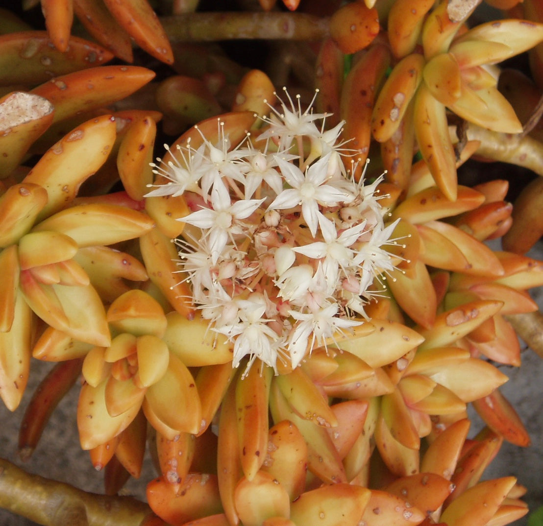 Sedum adolphi (nussbaumerianum) – Heron's Head Nursery