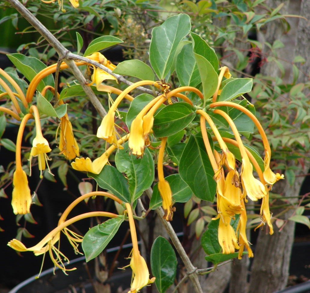 Lonicera hildebrandiana  Heron's Head Nursery