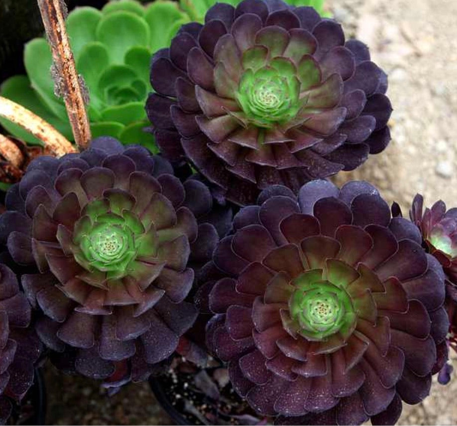 purple aeonium succulent Aeonium arboreum 'Electra' – Heron's Head Nursery