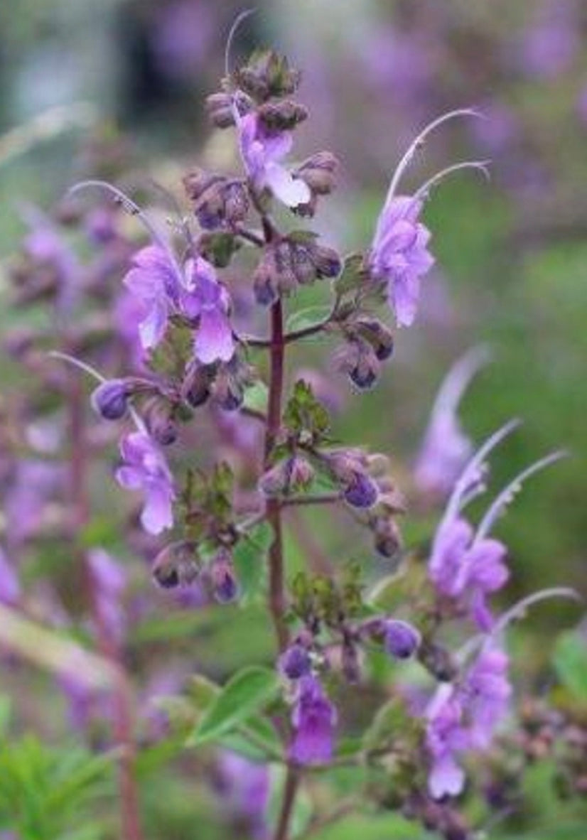 midnight magic plants are purple Trichostema lanatum x purpusii 'Midnight Magic' – Heron's Head Nursery