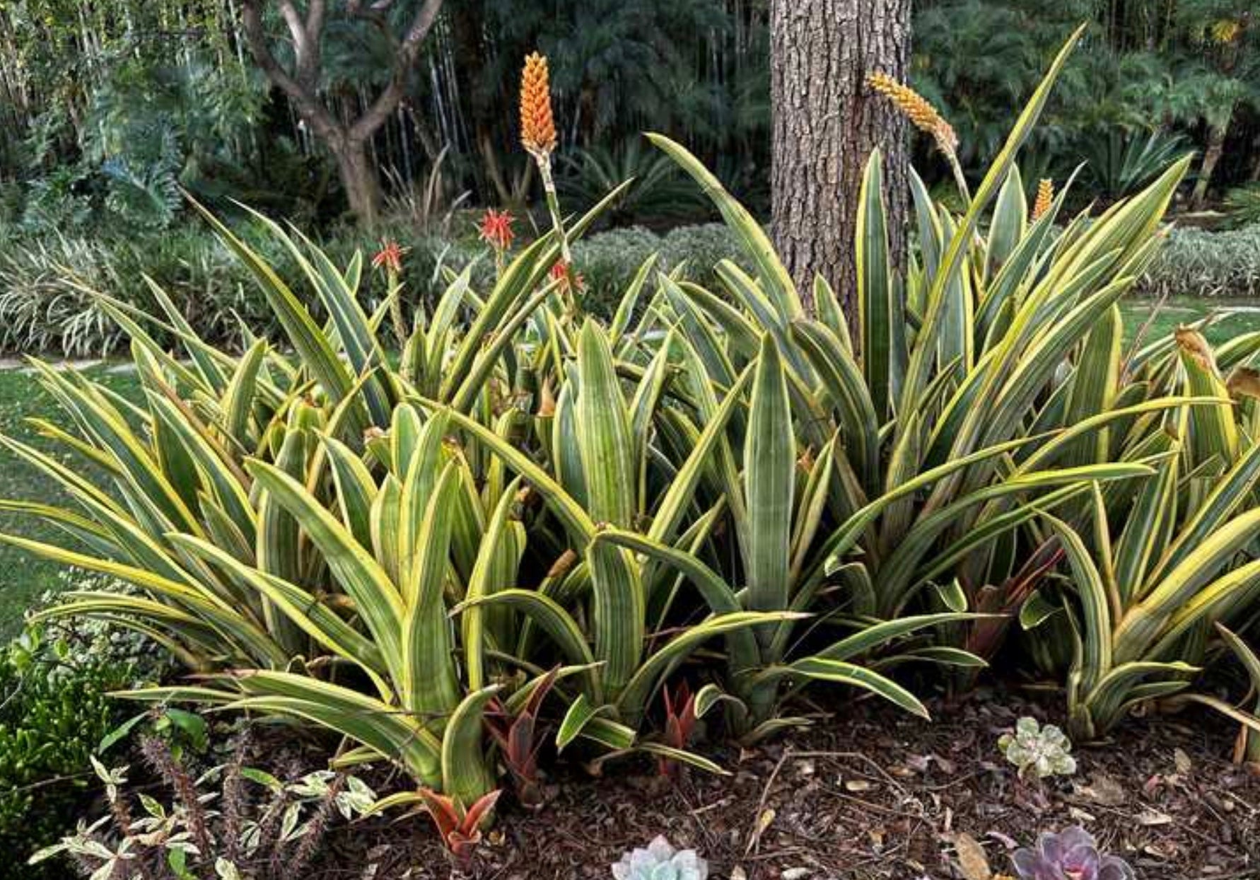 Aechmea distichantha × caudata A0152 Aechmea distichantha (Torch plant)