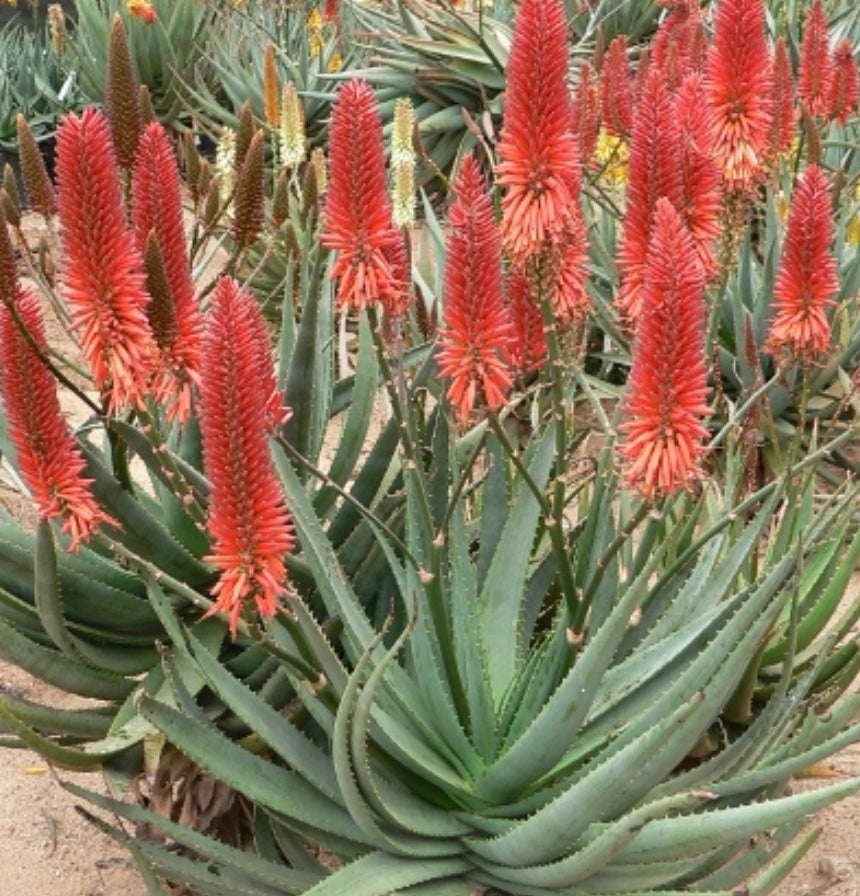 aloe vera red plant Aloe marlothii 'Utrecht form' – Heron's Head Nursery