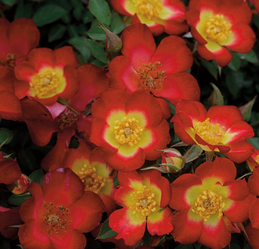 Rosa (Rose) Playful Happy Trails™ – Heron's Head Nursery