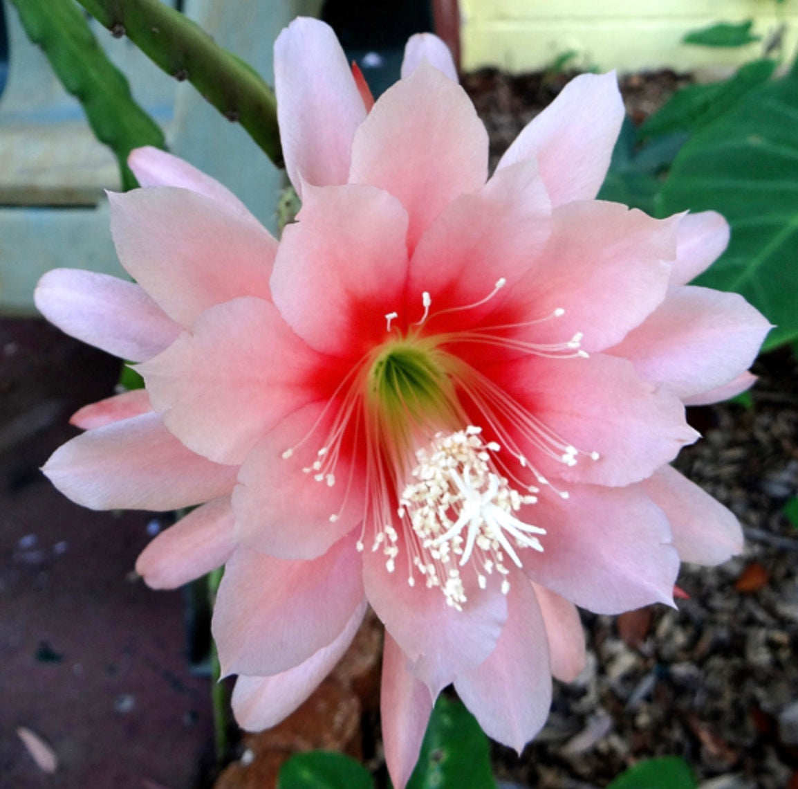 Epiphyllum 'Argus' – Heron's Head Nursery