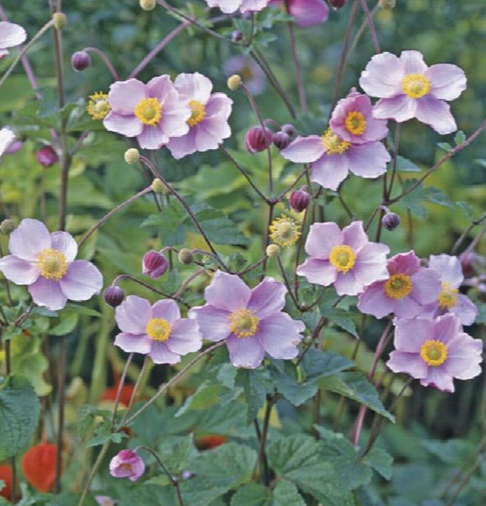 Anemone hupehensis japonica 'September Charm' – Heron's Head Nursery
