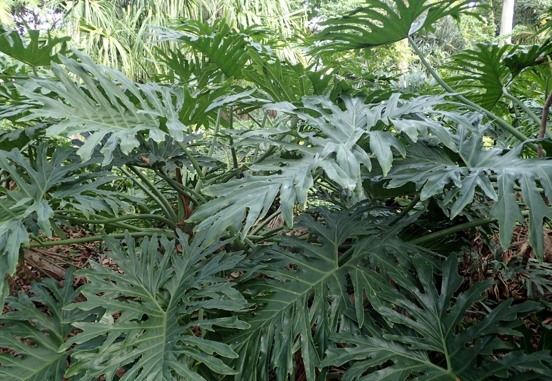 Thaumatophyllum Bipinnatifidum (Philodendron Selloum) – Heron's Head Nursery