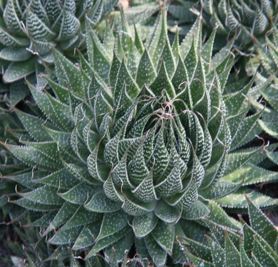 Aloe aristata