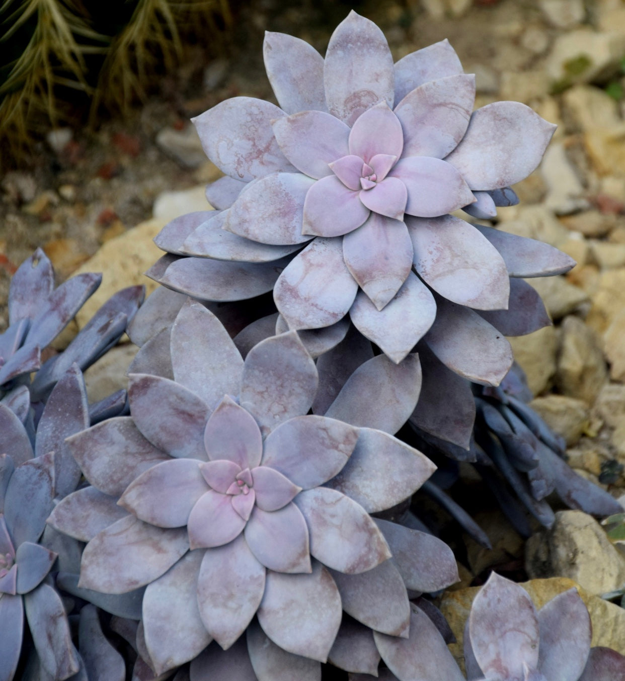 succulent superbum Graptopetalum superbum – Heron's Head Nursery