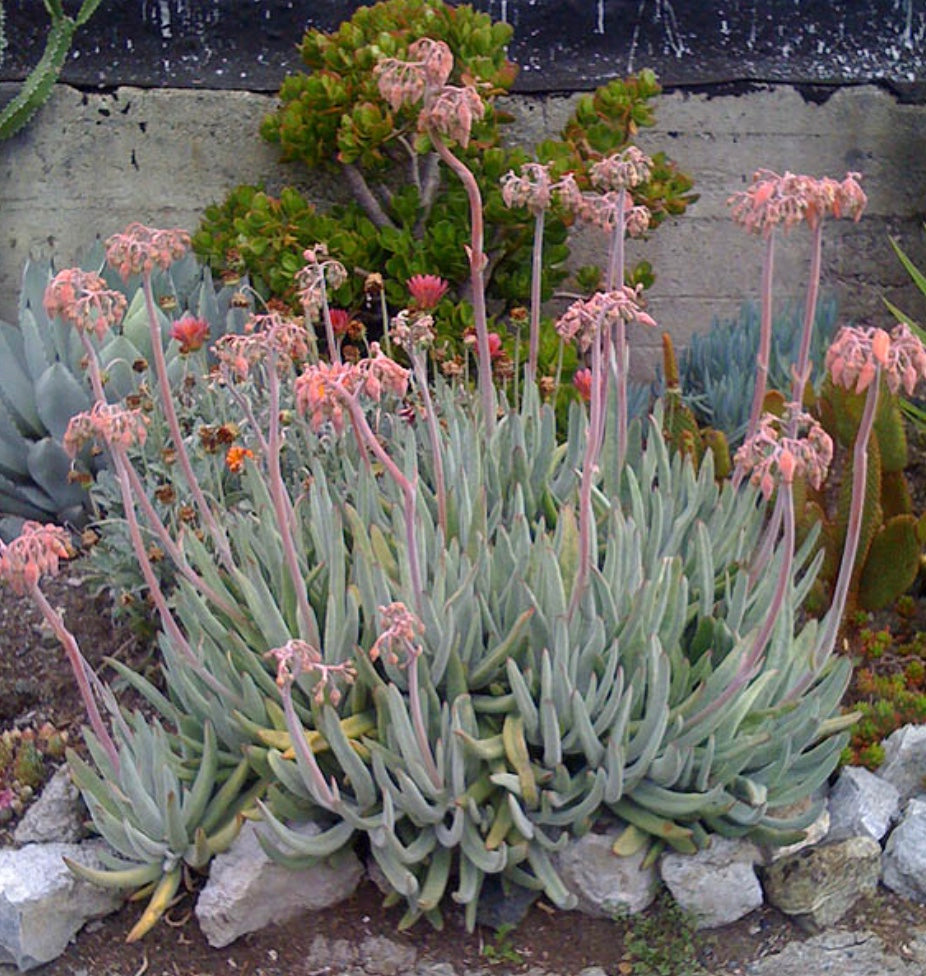 long finger succulent Cotyledon oblongata var. orbiculata