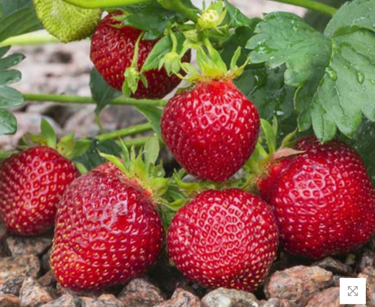 Fragaria x ananassa (Strawberry) 'Albion' – Heron's Head Nursery