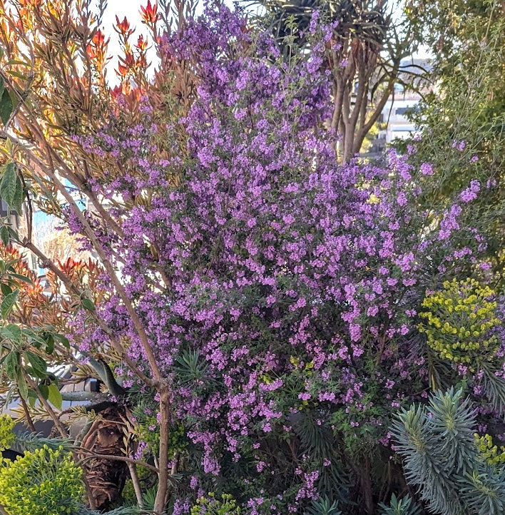 Prostanthera ovalifolia 'Purple Haze' – Heron's Head Nursery