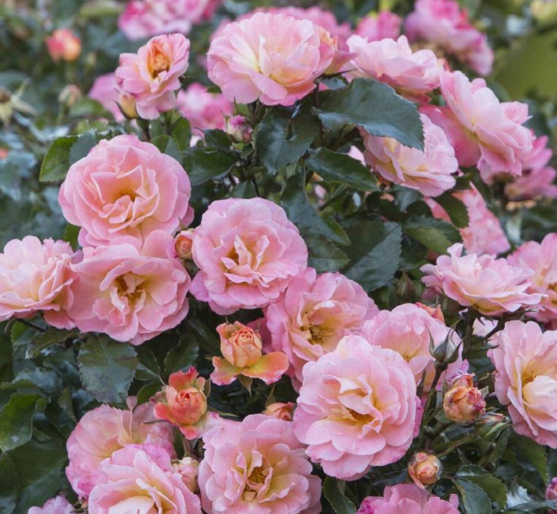 Rosa (Rose) 'Peach Drift'® – Heron's Head Nursery