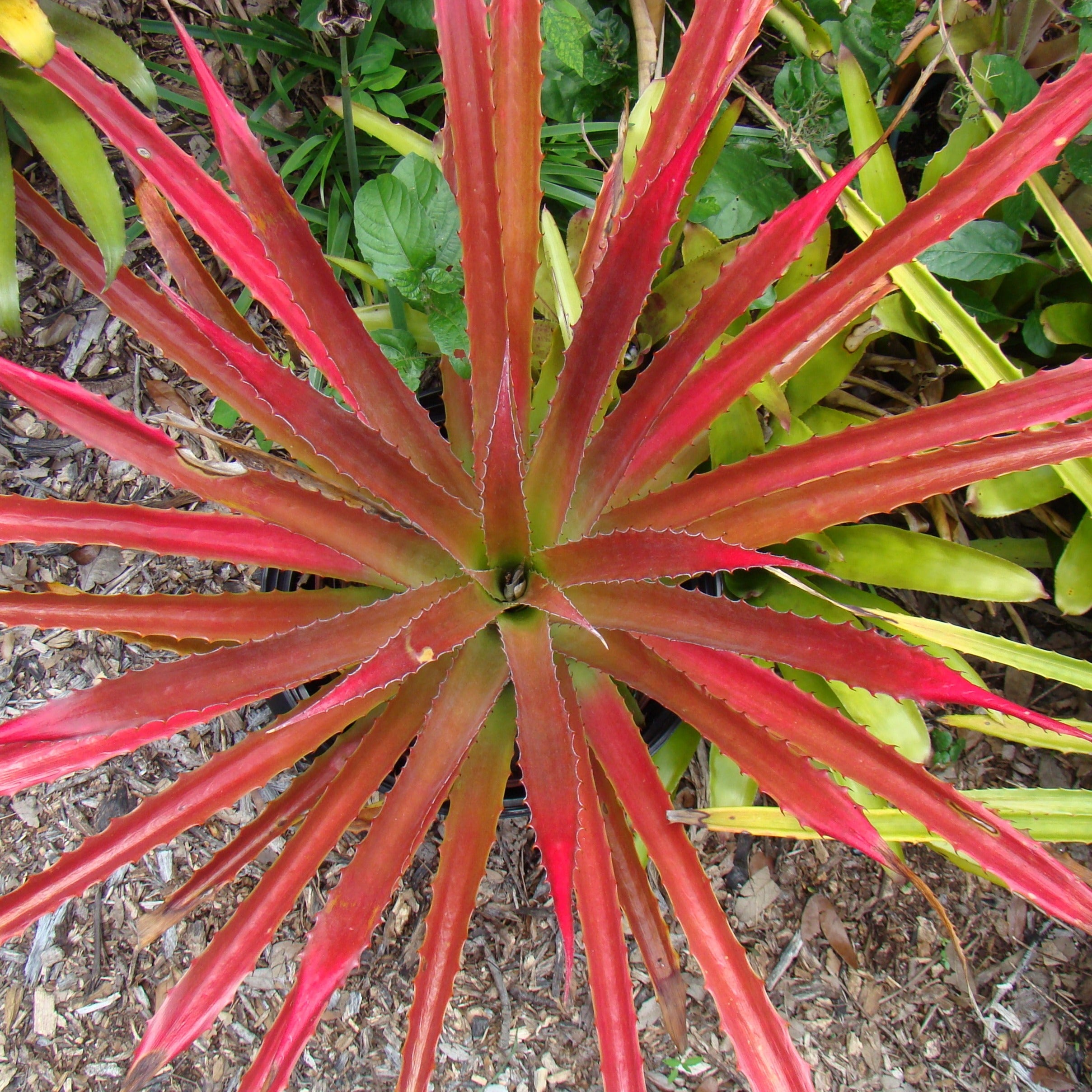 Dyckia 'Red' – Heron's Head Nursery