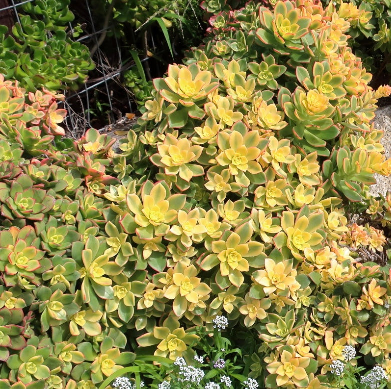 Aeonium 'Kiwi' – Heron's Head Nursery