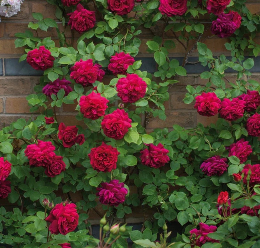 Rosa (Rose) Tess of the D'urbervilles® – Heron's Head Nursery