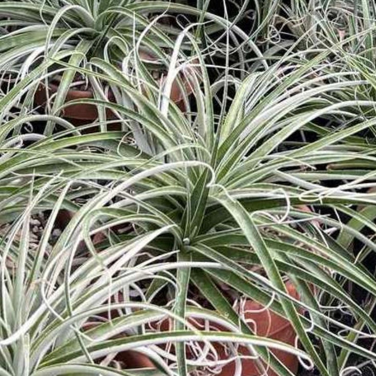 Hechtia tillandsioides – Heron's Head Nursery