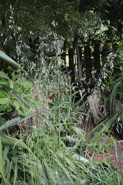 festuca altissima Festuca californica 'Willits Giant' – Heron's Head Nursery