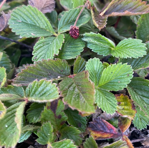 Fragaria vesca ssp. californica – Heron's Head Nursery