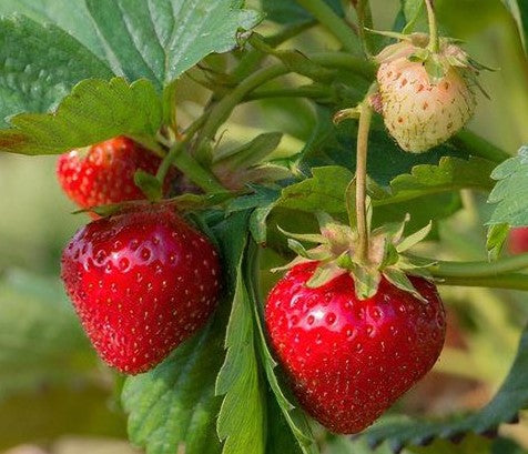quinault strawberry seeds Fragaria x ananassa (Strawberry) 'Quinault'