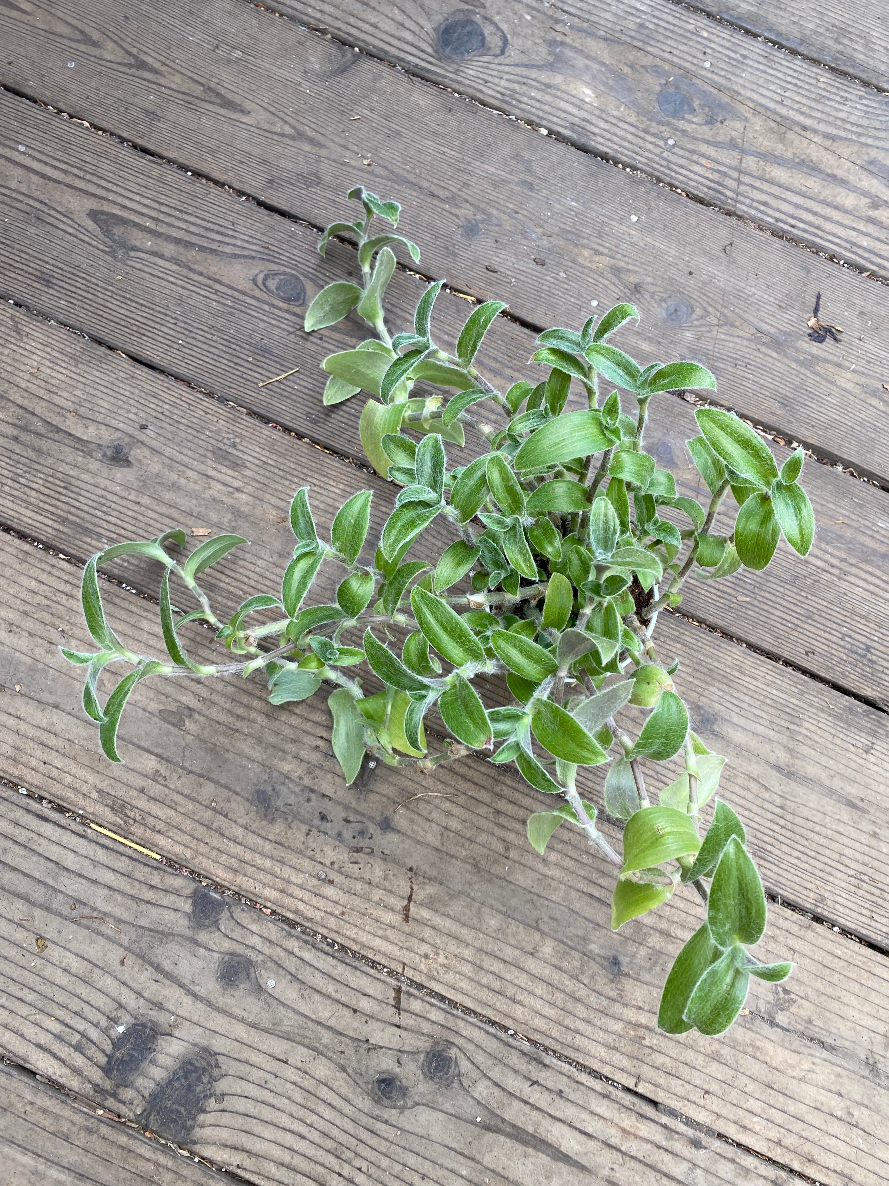 white velvet indoor plant Tradescantia 'White Velvet'