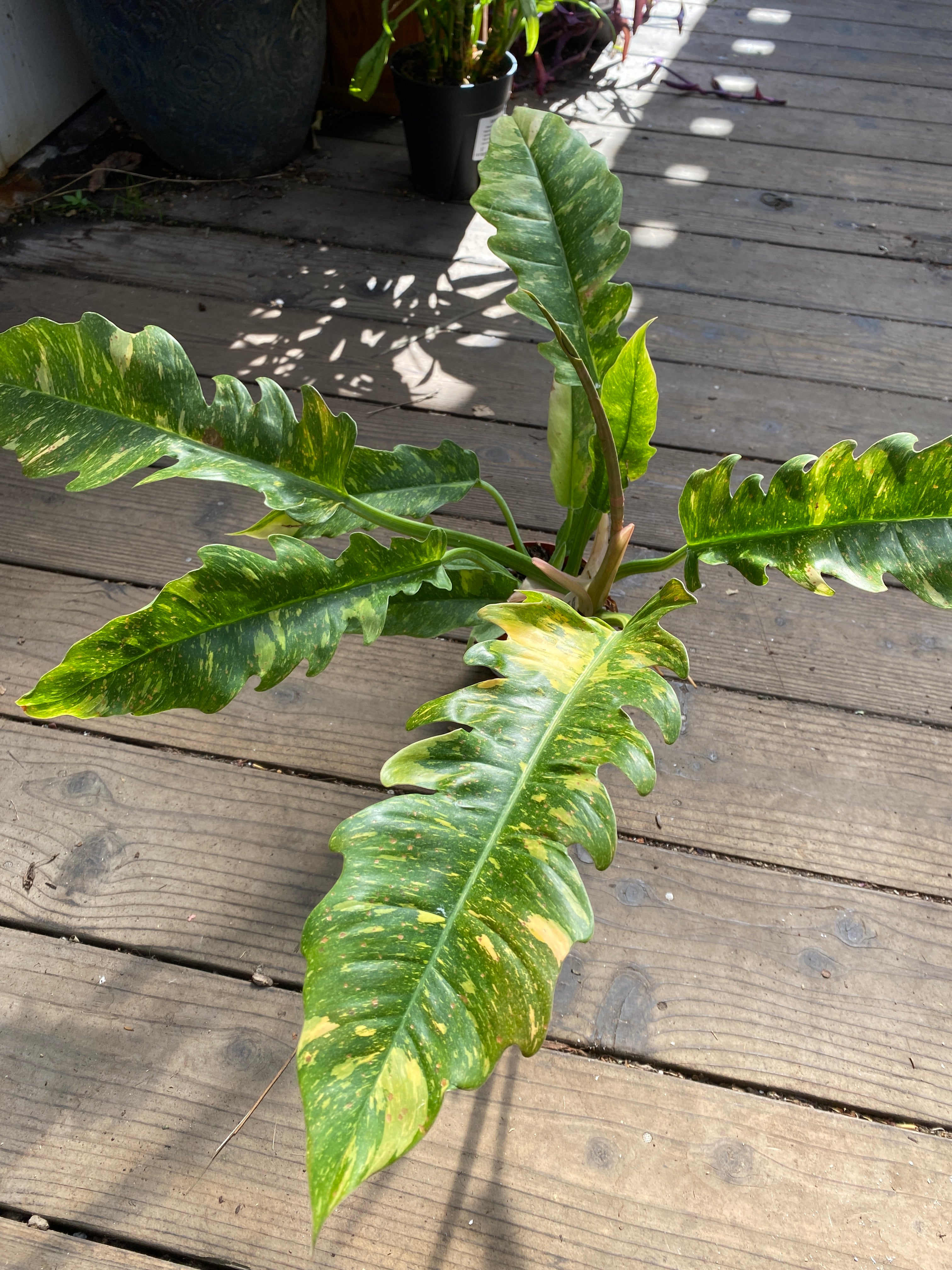 variegated philodendron ring of fire #0210-153 rooted philodendron ring of fire. (Regular)
