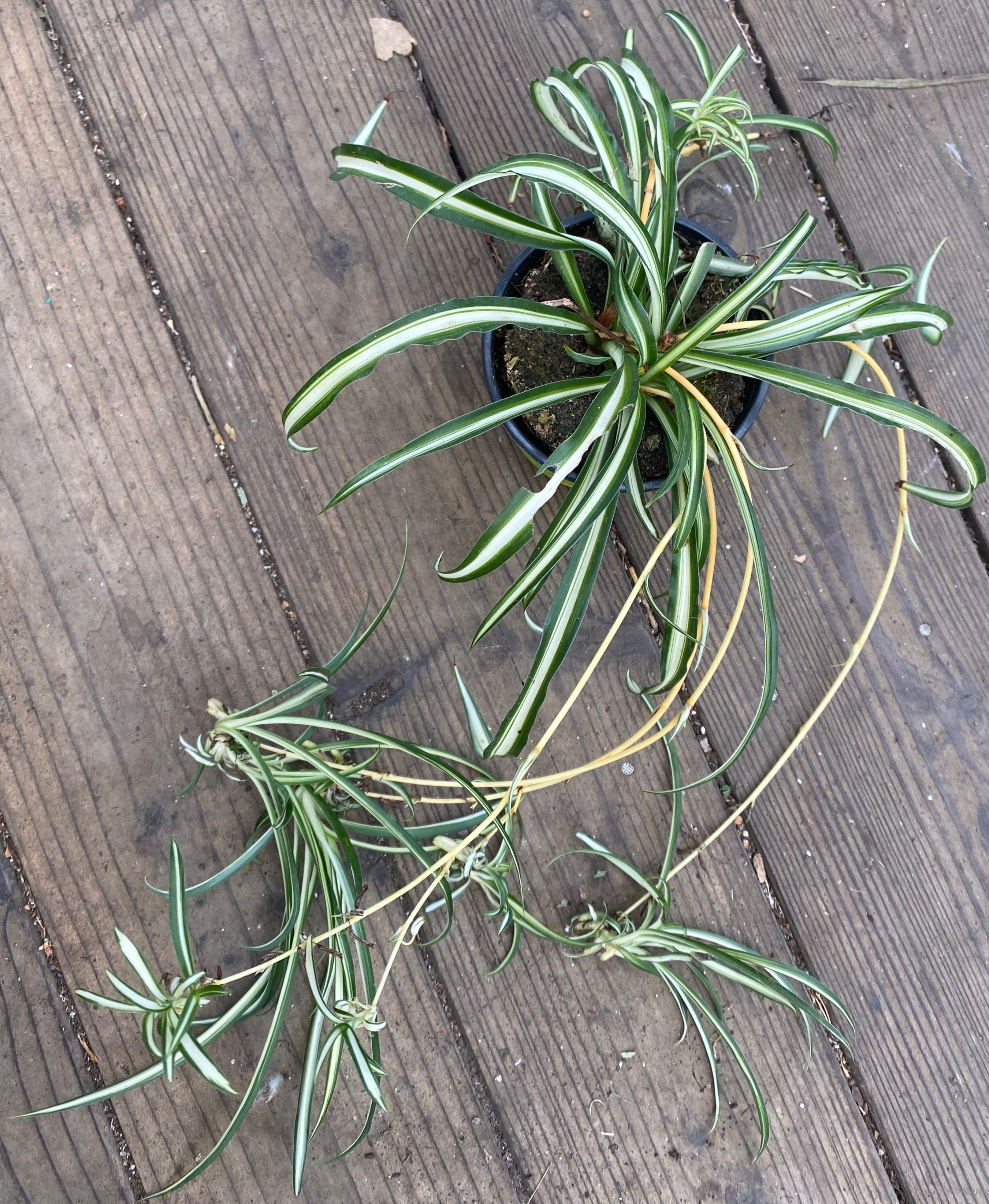 Chlorophytum comosum 'Vittatum' (Spider Plant)