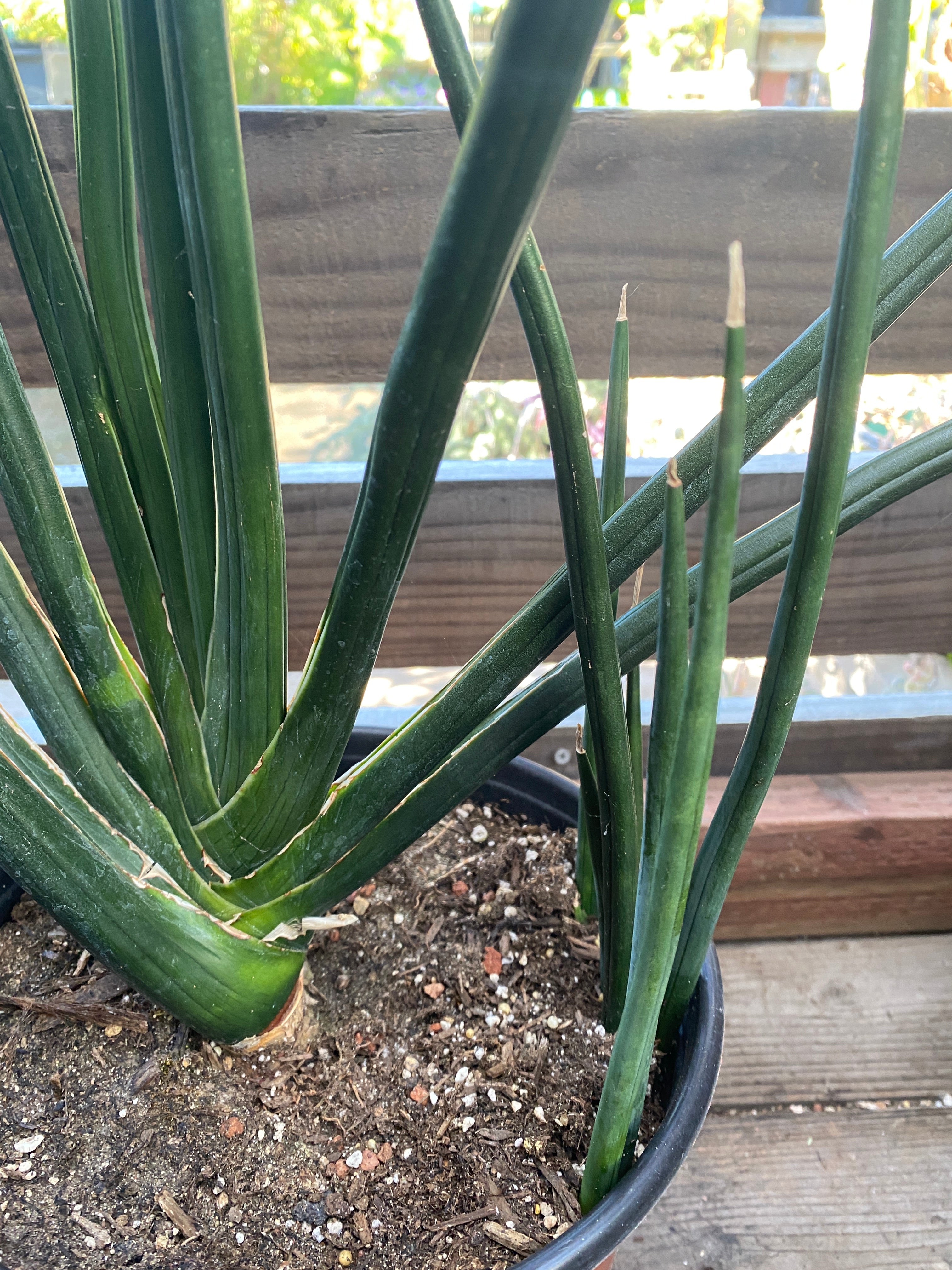 sansevieria cylindrica stuckyi Sansevieria cylindrica 'Karl's Select' – Heron's Head Nursery
