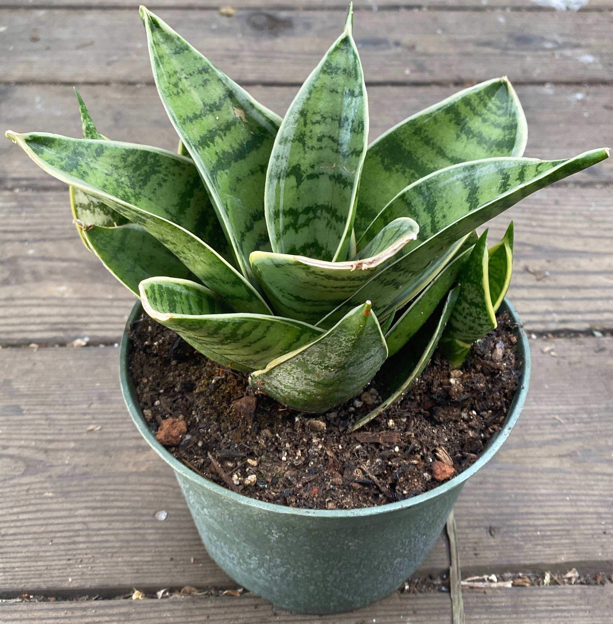 sansevieria assorted Sansevieria Assorted – Heron's Head Nursery