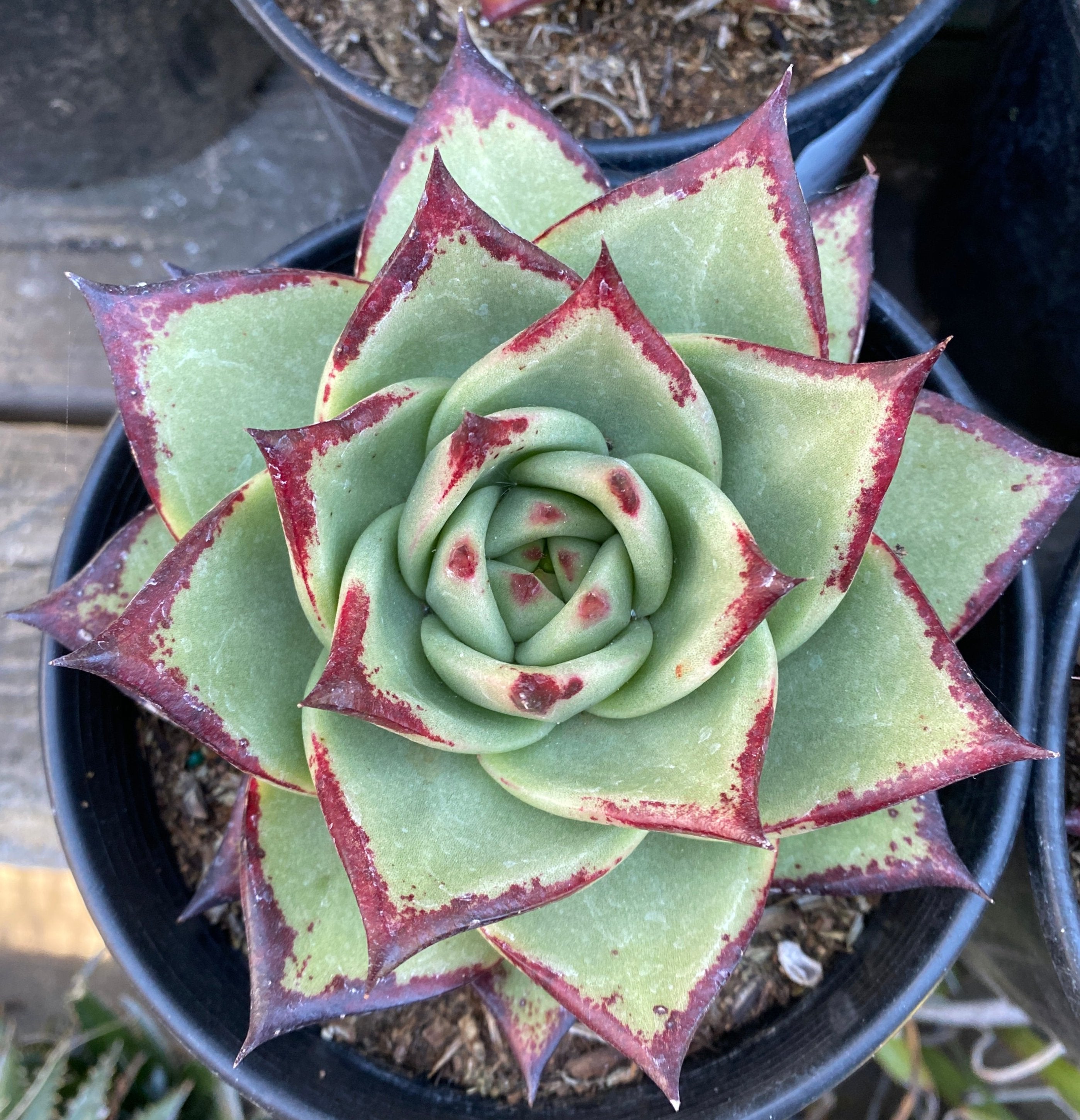 succulent agavoides Echeveria Agavoides Ebony