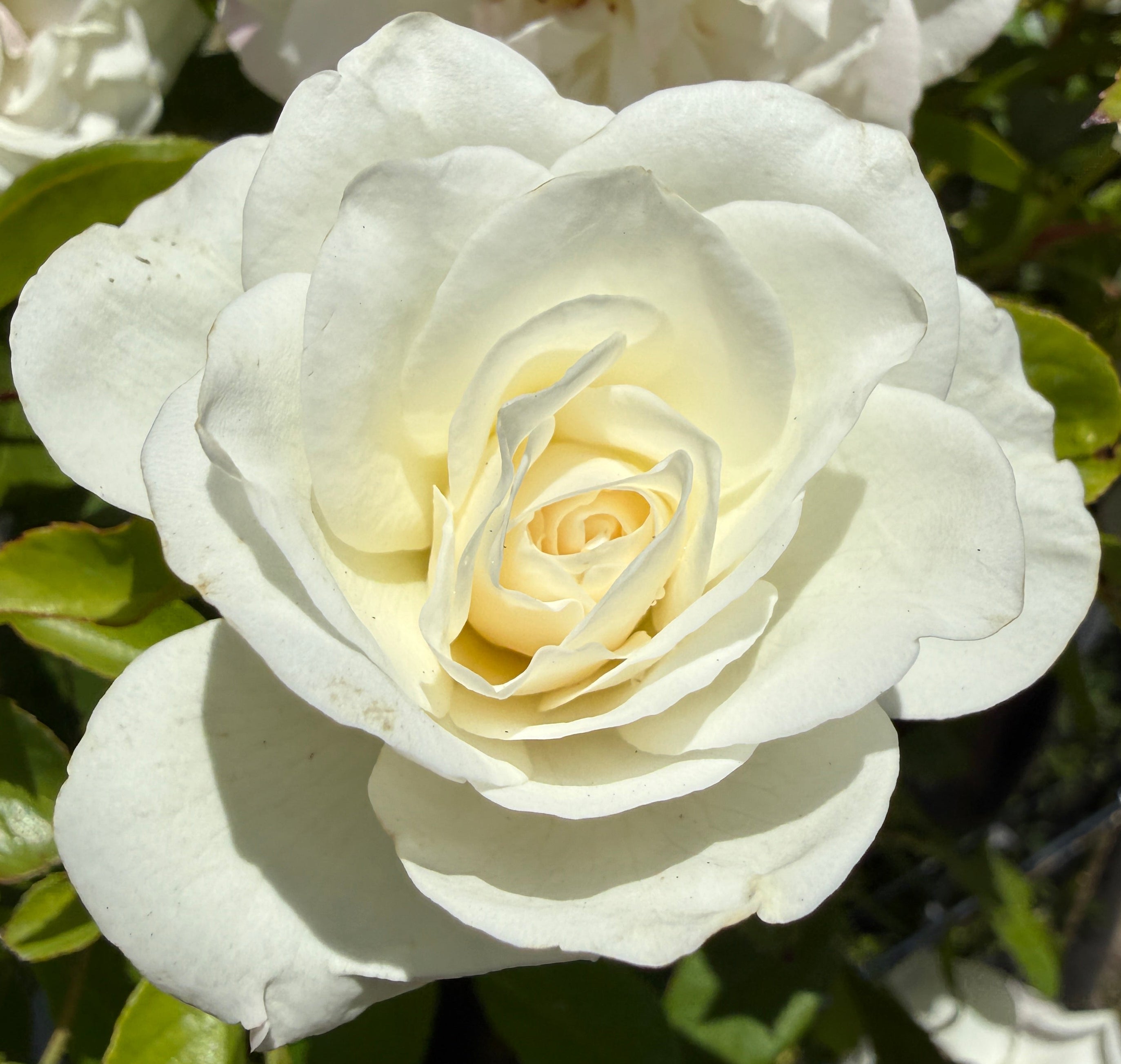 Rosa (Rose) 'Iceberg'® – Heron's Head Nursery