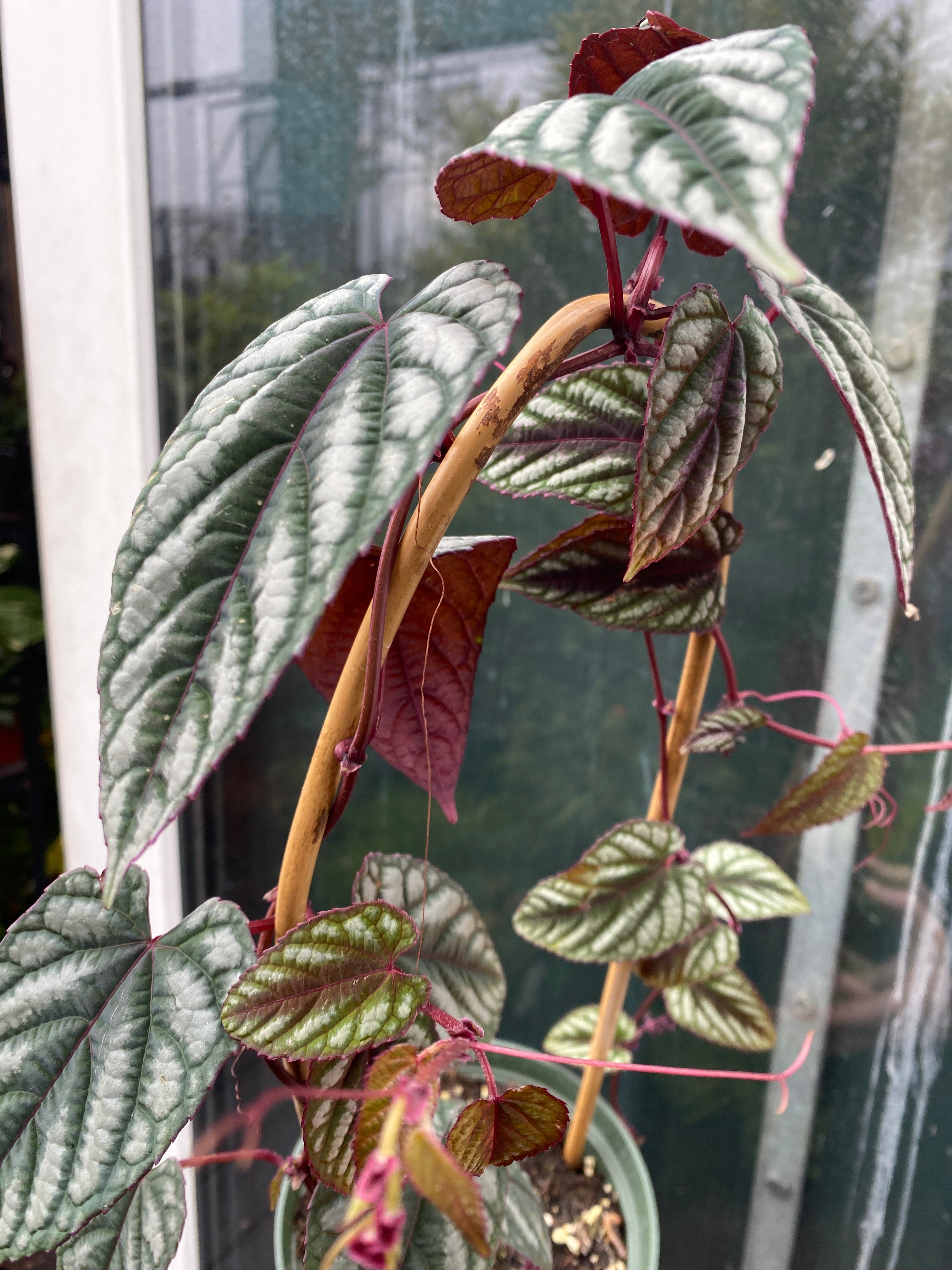Cissus javana