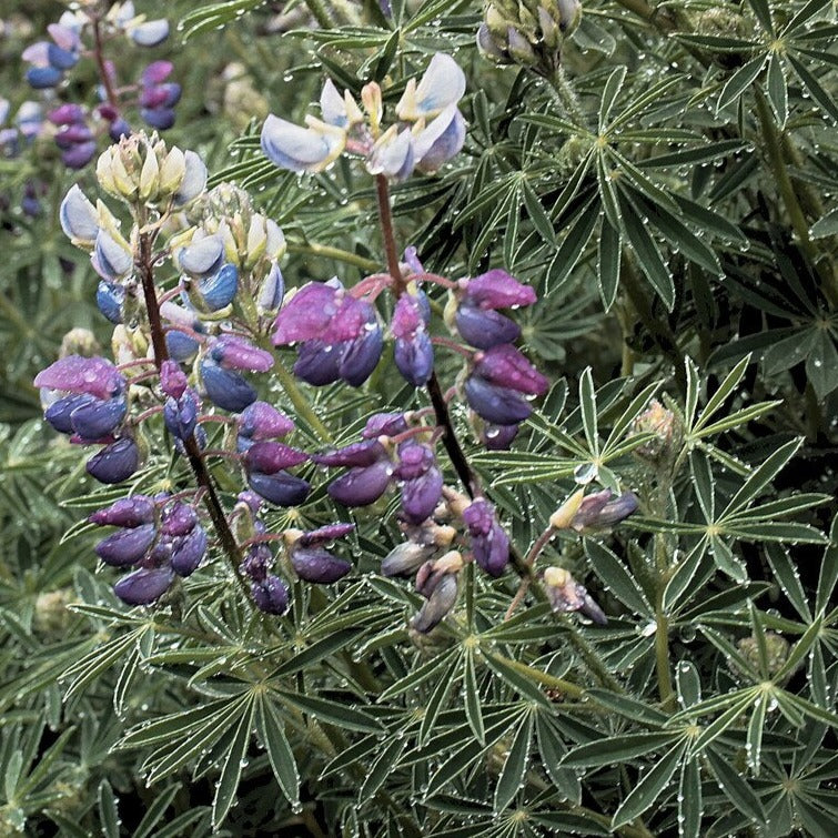 Lupinus propinquus (L. arboreus 'Blue') – Heron's Head Nursery