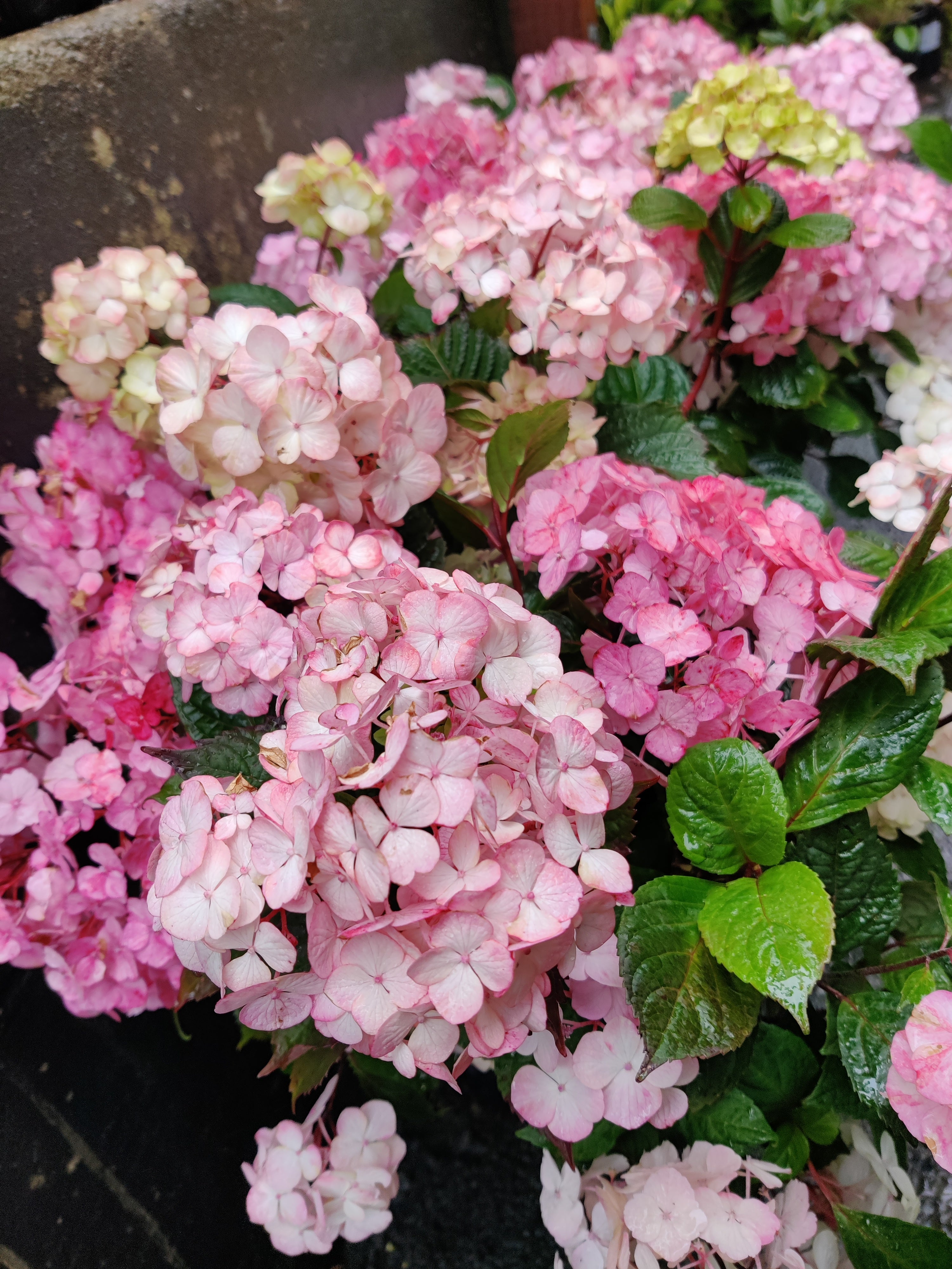 Hydrangea serrata 'Preziosa' – Heron's Head Nursery