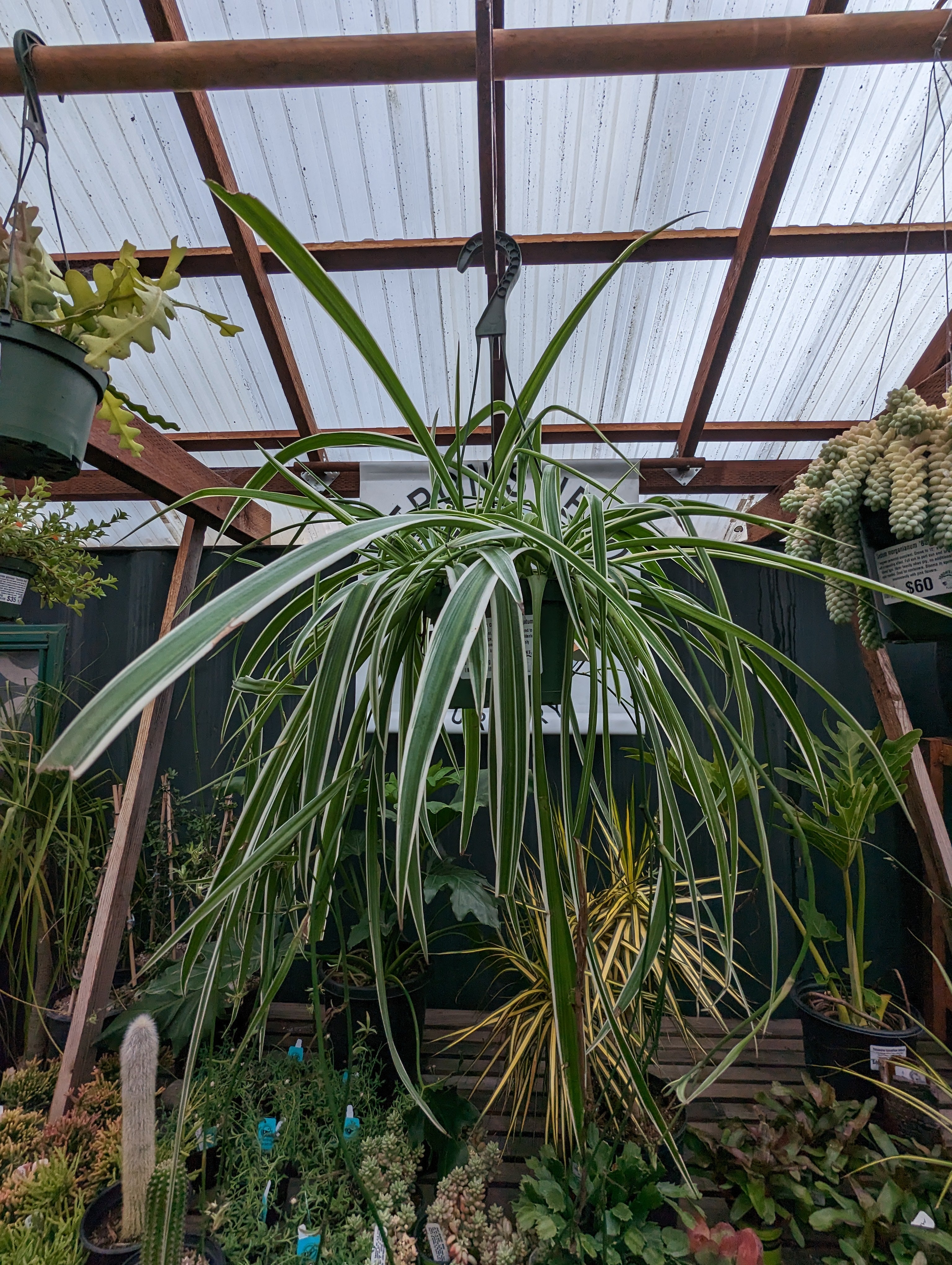 Chlorophytum comosum 'Atlantic' (Spider Plant) – Heron's Head Nursery