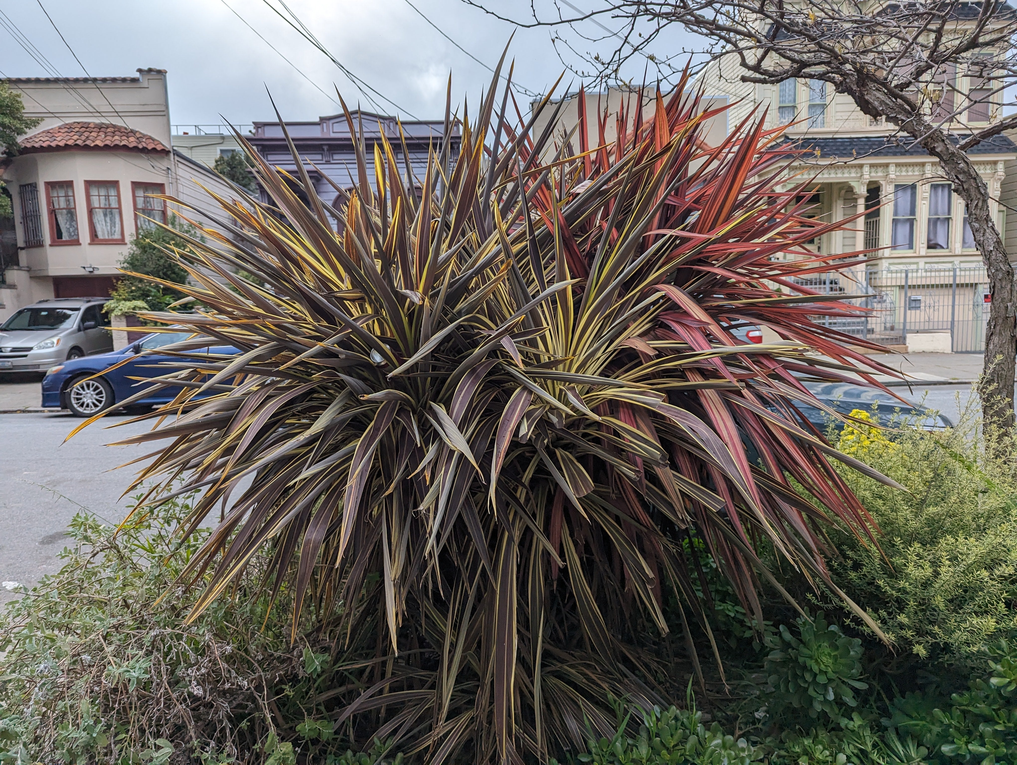 Cordyline 'Can Can' – Heron's Head Nursery