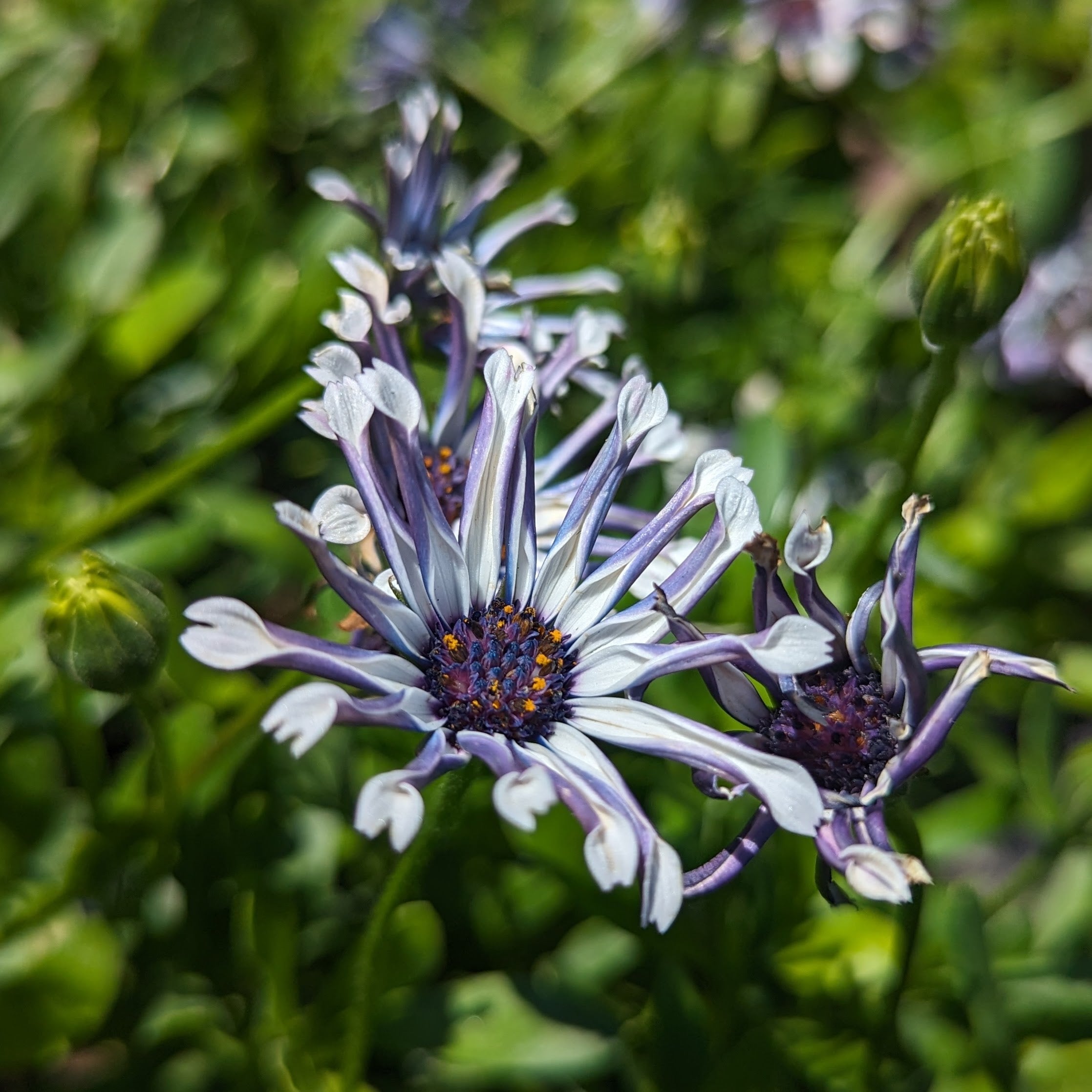 spider daisy plant Osteospermum ecklonis FlowerPowerTM 'Spider White' (PRM) – Heron's Head  Nursery