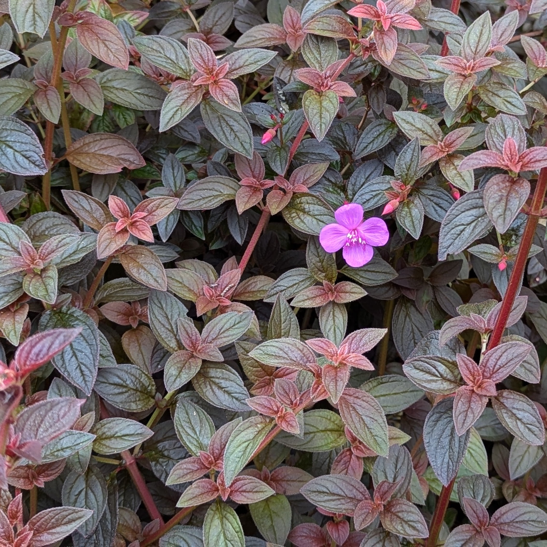 spanish shawl plant hanging Centradenia floribunda – Heron's Head Nursery