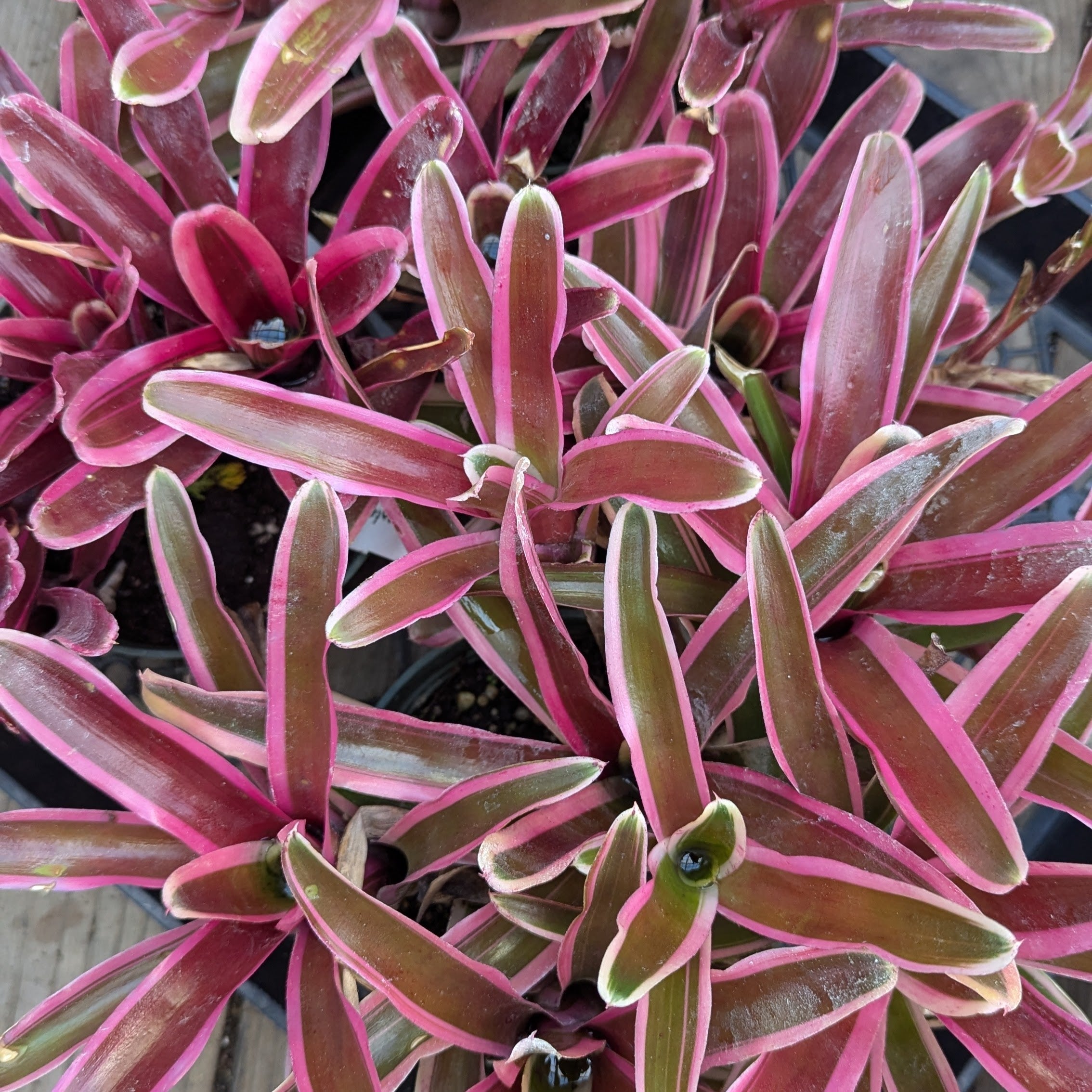 Neoregelia 'Donger' – Heron's Head Nursery