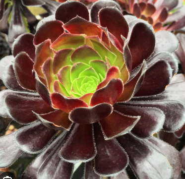 red aeonium succulent Aeonium 'Voodoo' – Heron's Head Nursery