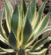 Agave americana var. marginata