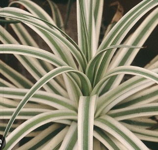 Agave bracteosa Moroccan princess Agave bracteosa cv 