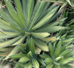 agave horrida Agave horrida – Heron's Head Nursery