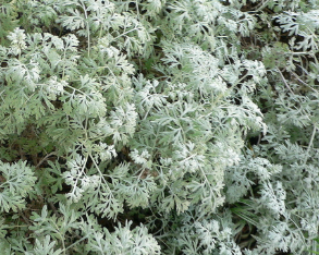 Artemisia absinthium 'Wormwood'